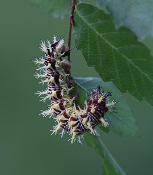 Eastern Comma caterpillar on Elm